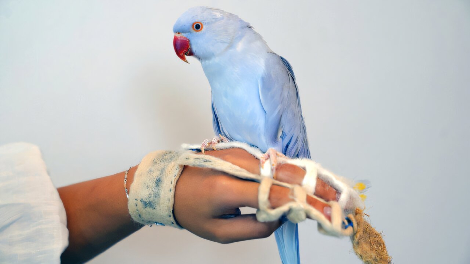 Cornell Researcher Develops Wearable Perch Using Iterative Animal Feedback