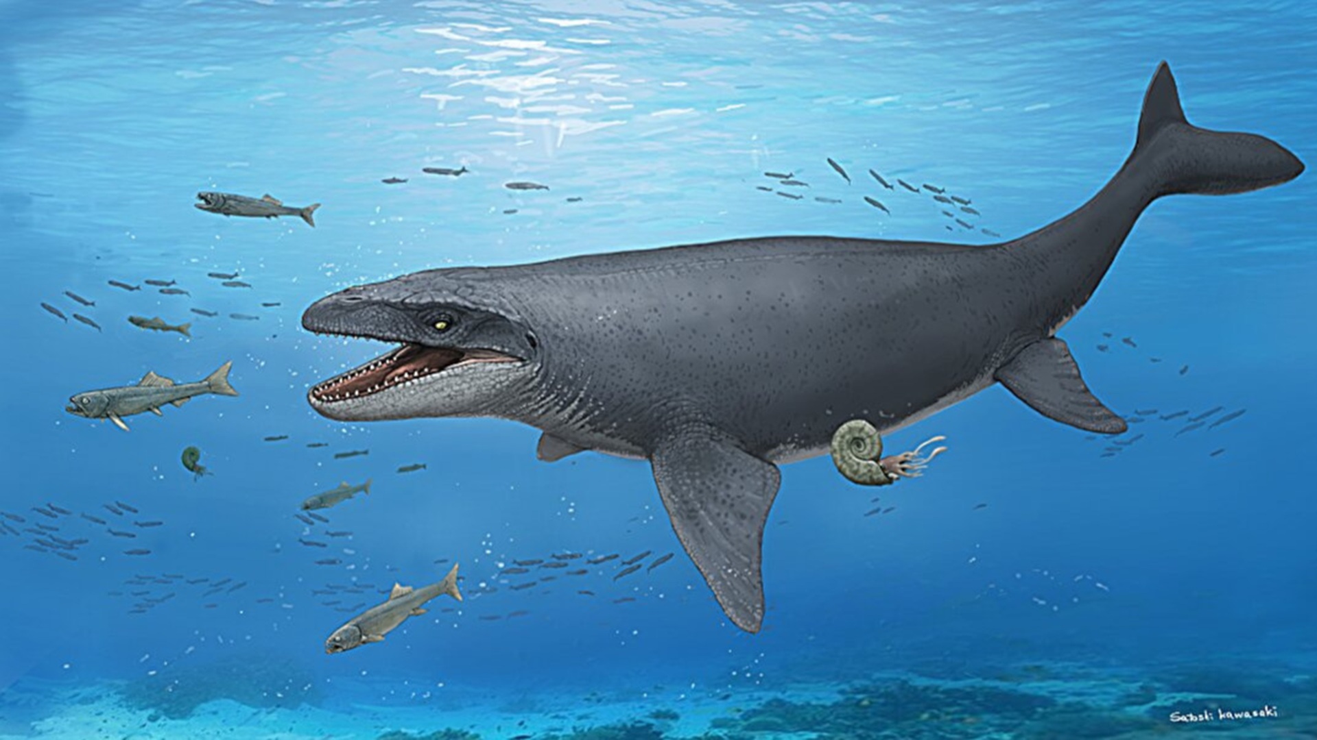 Japanese Researchers Identify New Mosasaur Species Following Fossil Preparation Advances