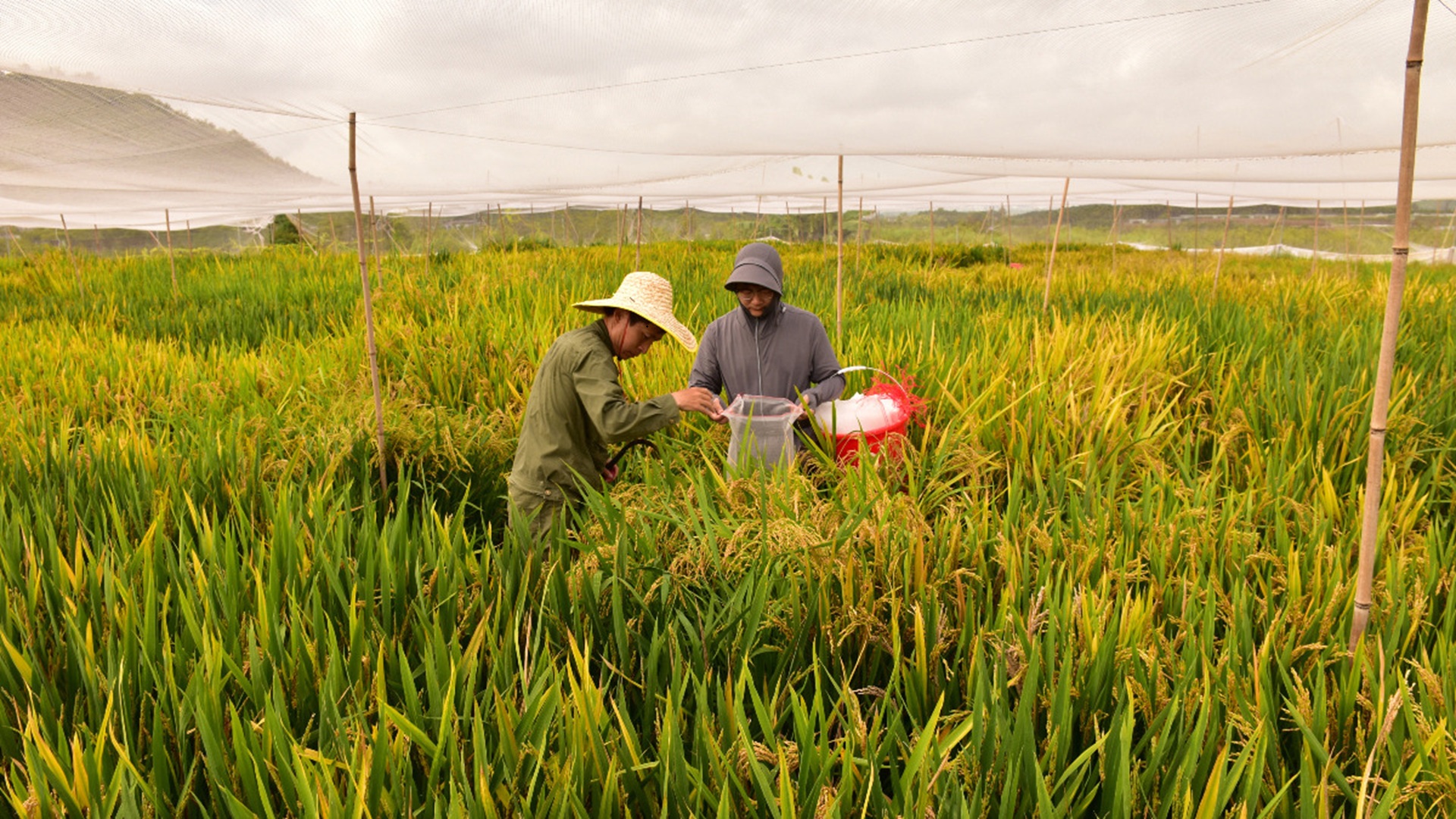 China National Rice Research Institute Achieves 99% Hybrid Seed Cloning Efficiency