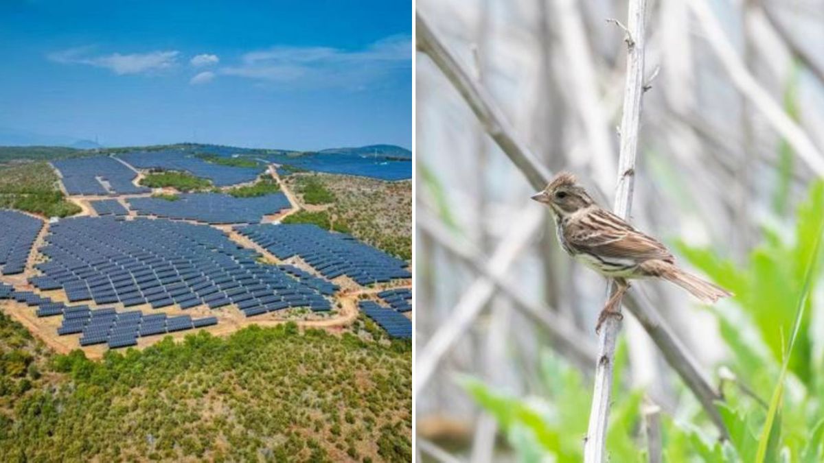China’s rapid solar expansion causes 2.1% drop in bird diversity in 2,300 counties, study finds