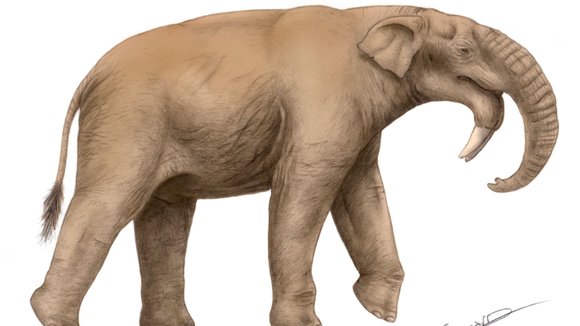 From mammoths to giant deer: 10 colossal animals of ancient Europe