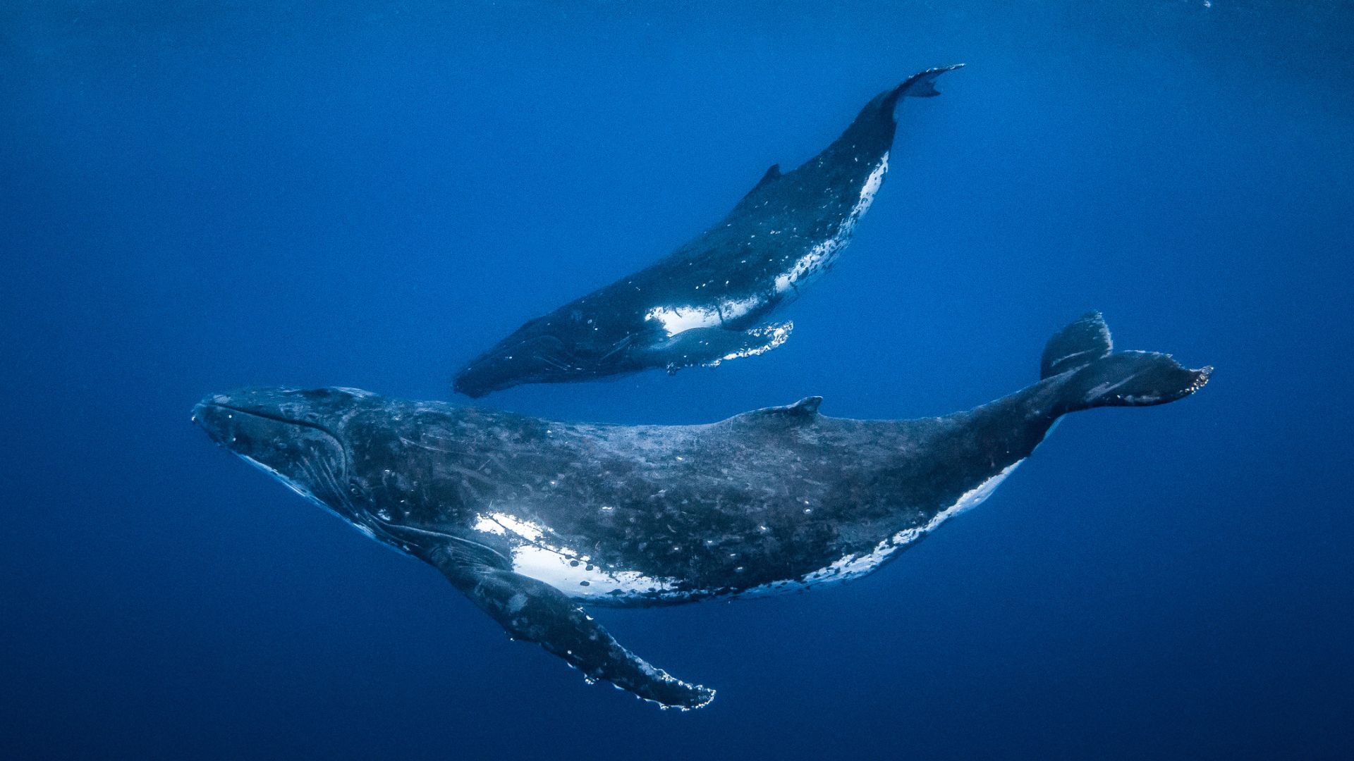 Humpback whale songs are choreographed to match deep dives, study finds