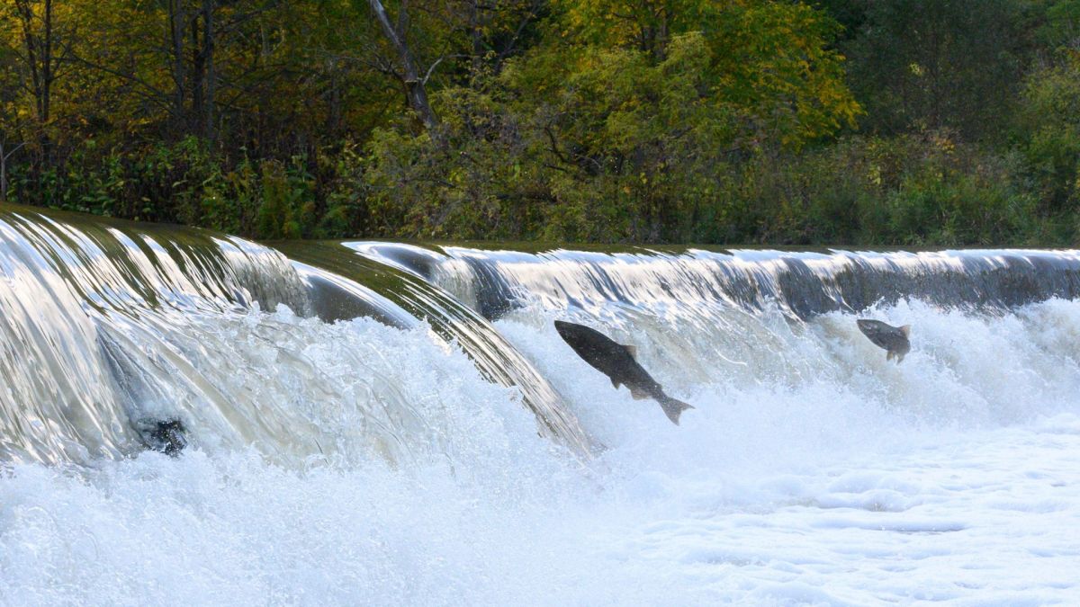 High-tech surveillance: China deploys ‘fish facial recognition’ at Tibet hydro station