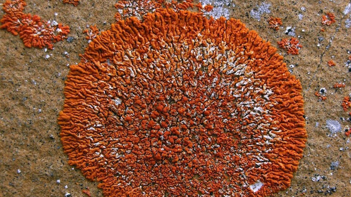 Scientists are tracking beautiful bright orange lichen for rare earth deposits in China