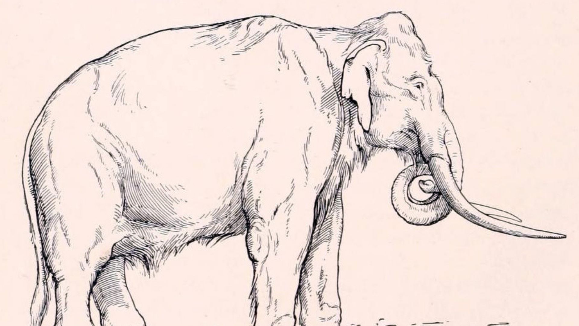 From mammoths to giant deer: 10 colossal animals of ancient Europe