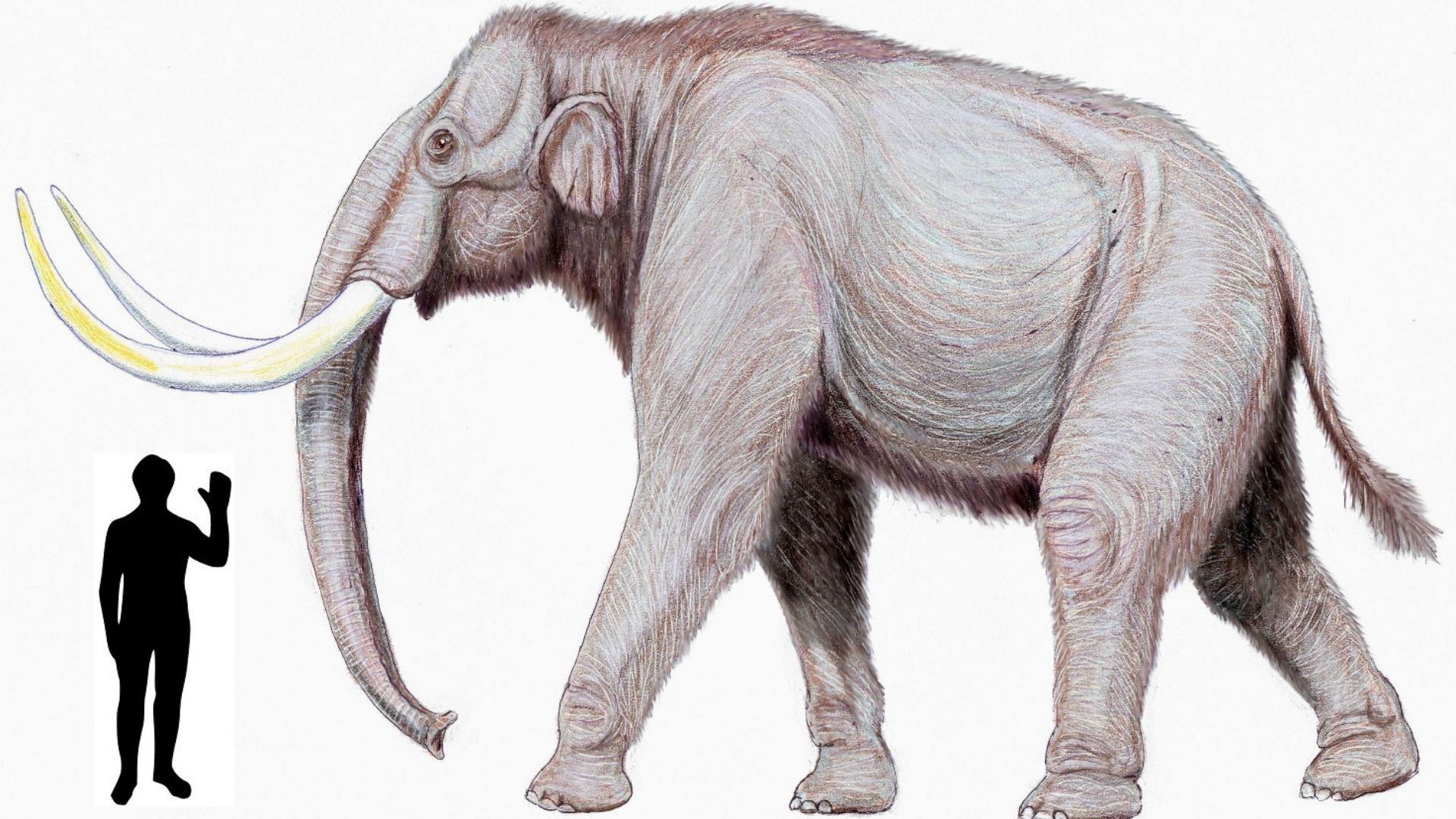 From mammoths to giant deer: 10 colossal animals of ancient Europe