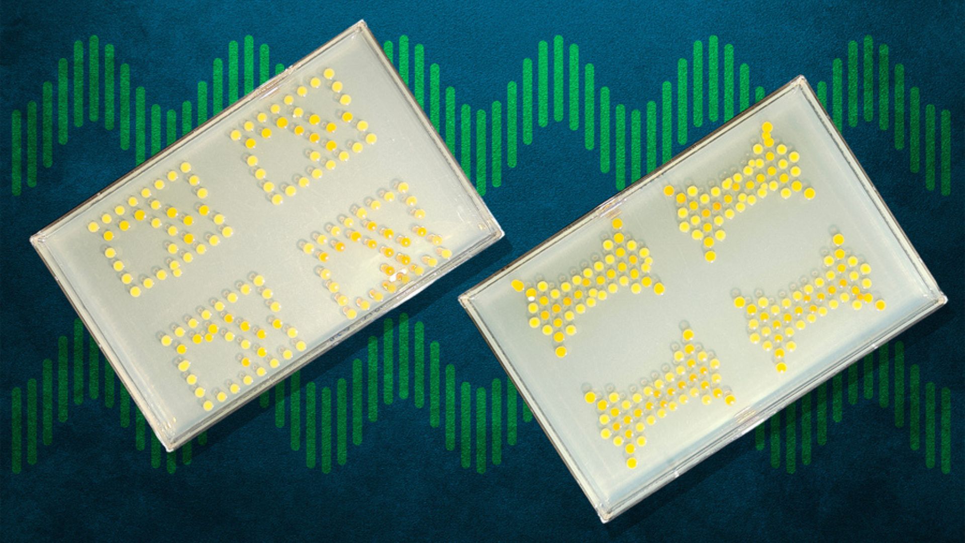 Photograph accompanying MIT's bacterial transistors move the logic onto the leaf, at eight hours per answer