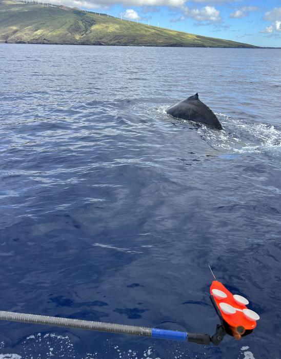 Syracuse University Researchers Link Humpback Whale Song Patterns To Dive Physiology