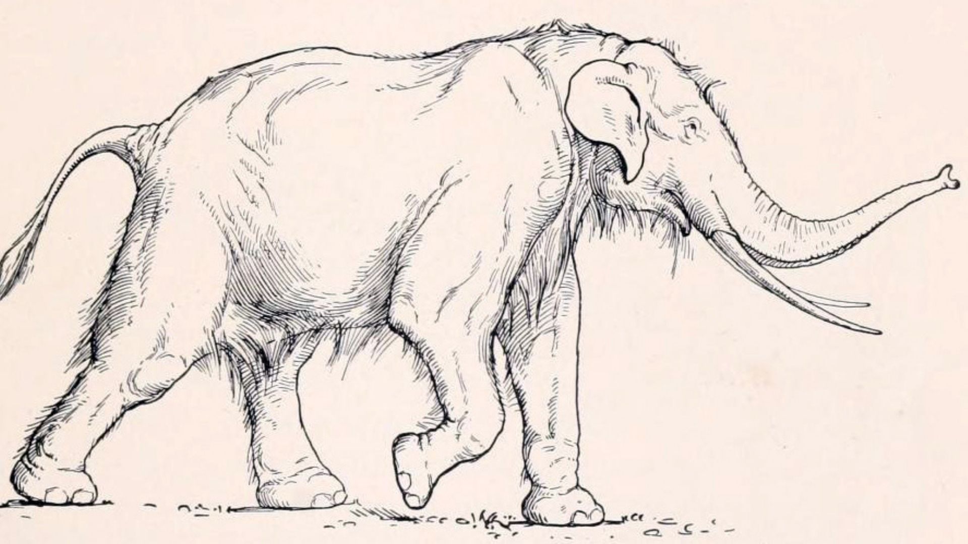 Pleistocene Europe Supported Mammoths and Elephants Exceeding Ten Tonnes