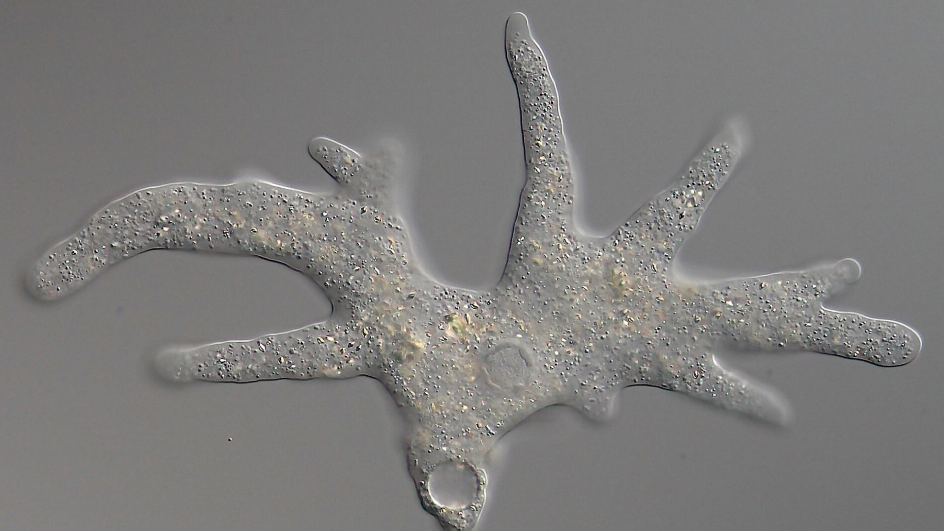 California 'fire amoeba' reproduces at 145°F, setting heat record for complex life