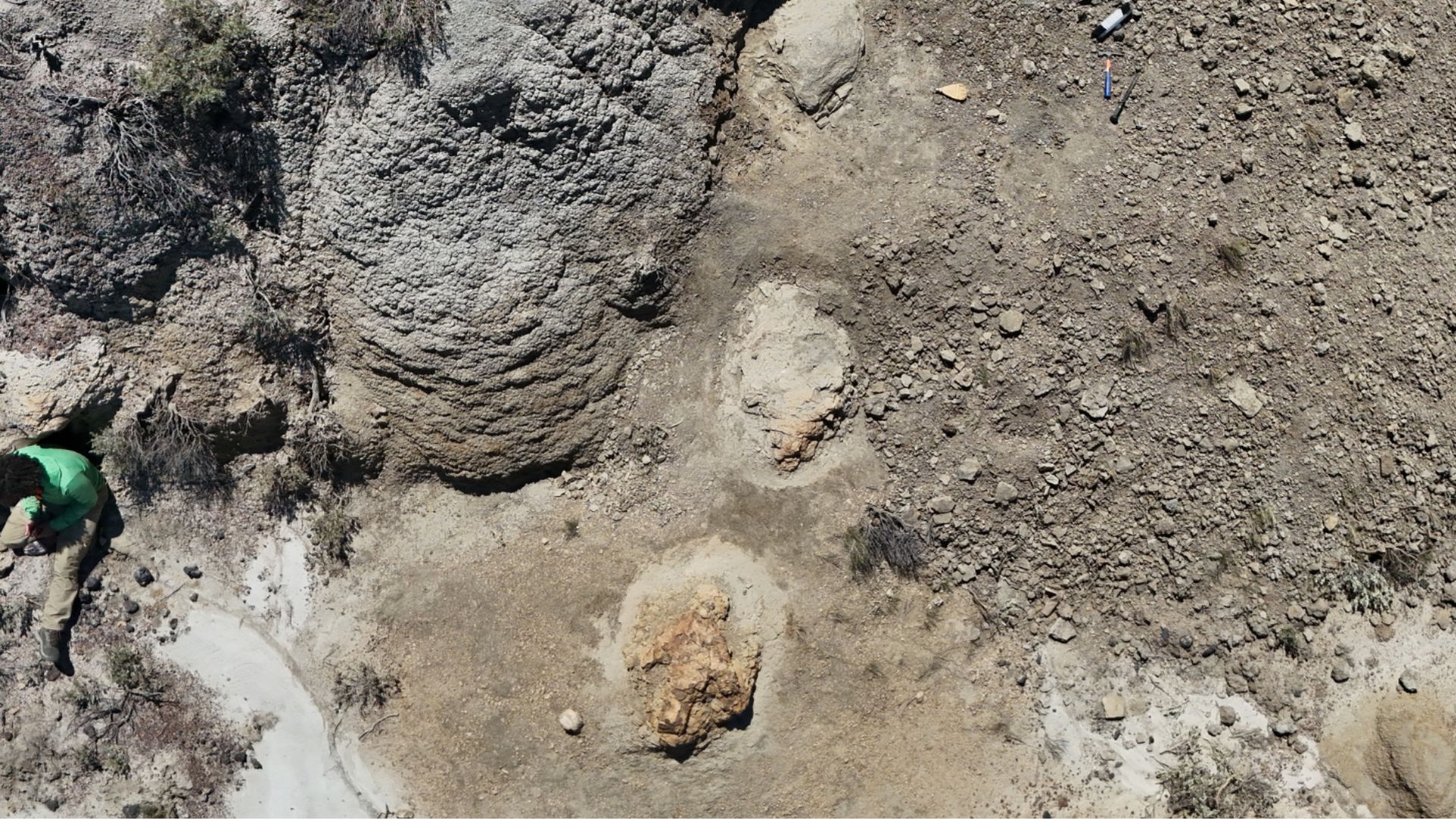 Teacher finds first-ever adult T. rex trackway from 66.5 million years ago