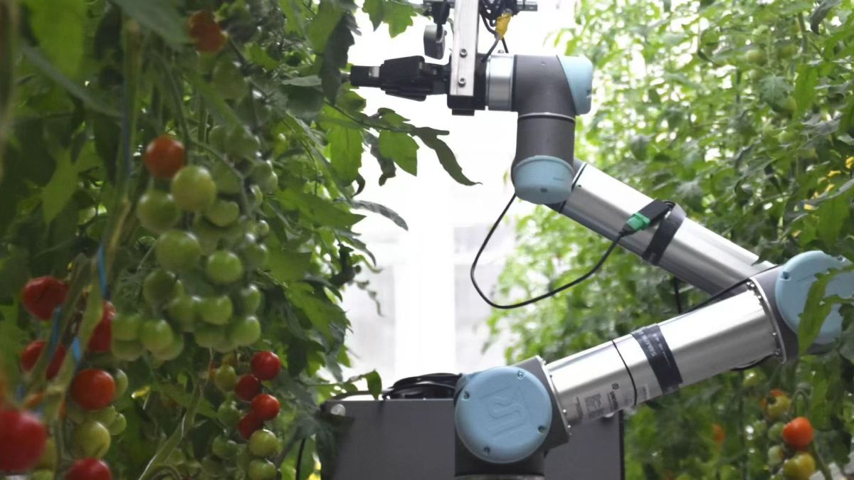 93% accuracy: China builds humanoid robot capable of crop pollination
