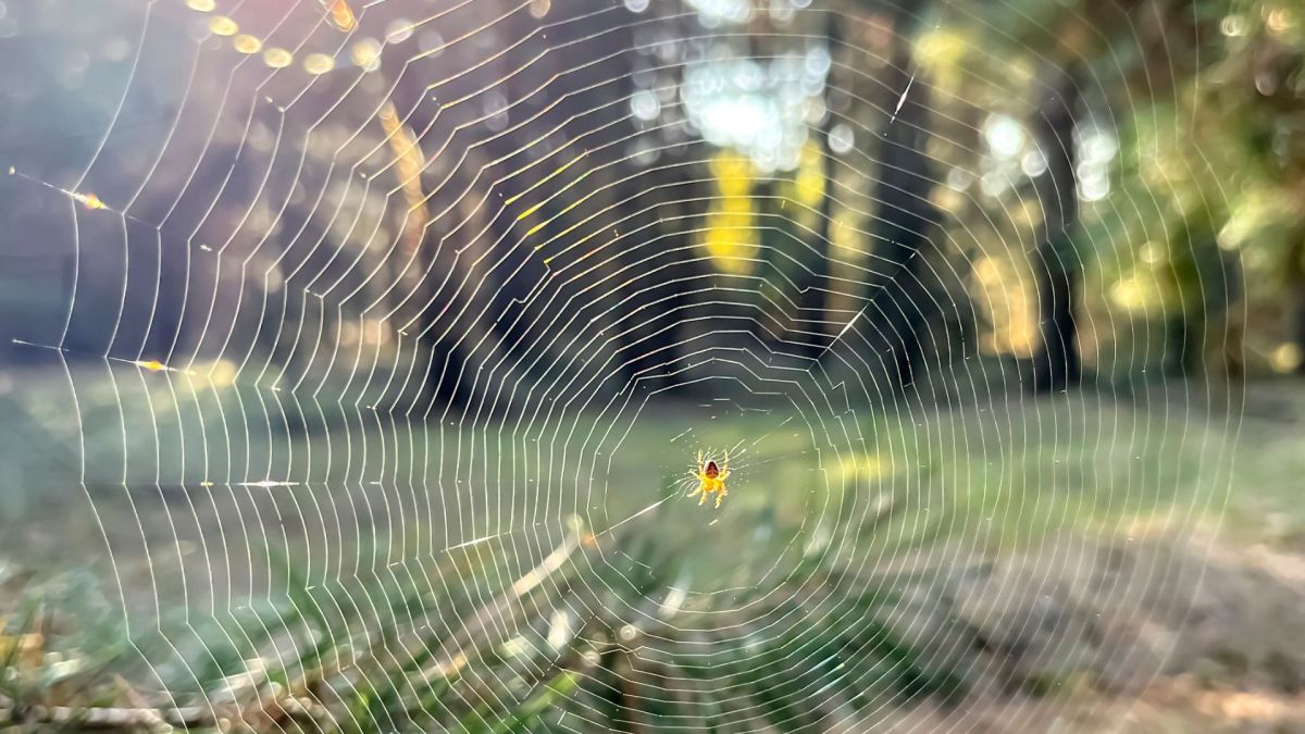 US researchers uncover how 1.5 GPa spider silk forms its remarkable strength