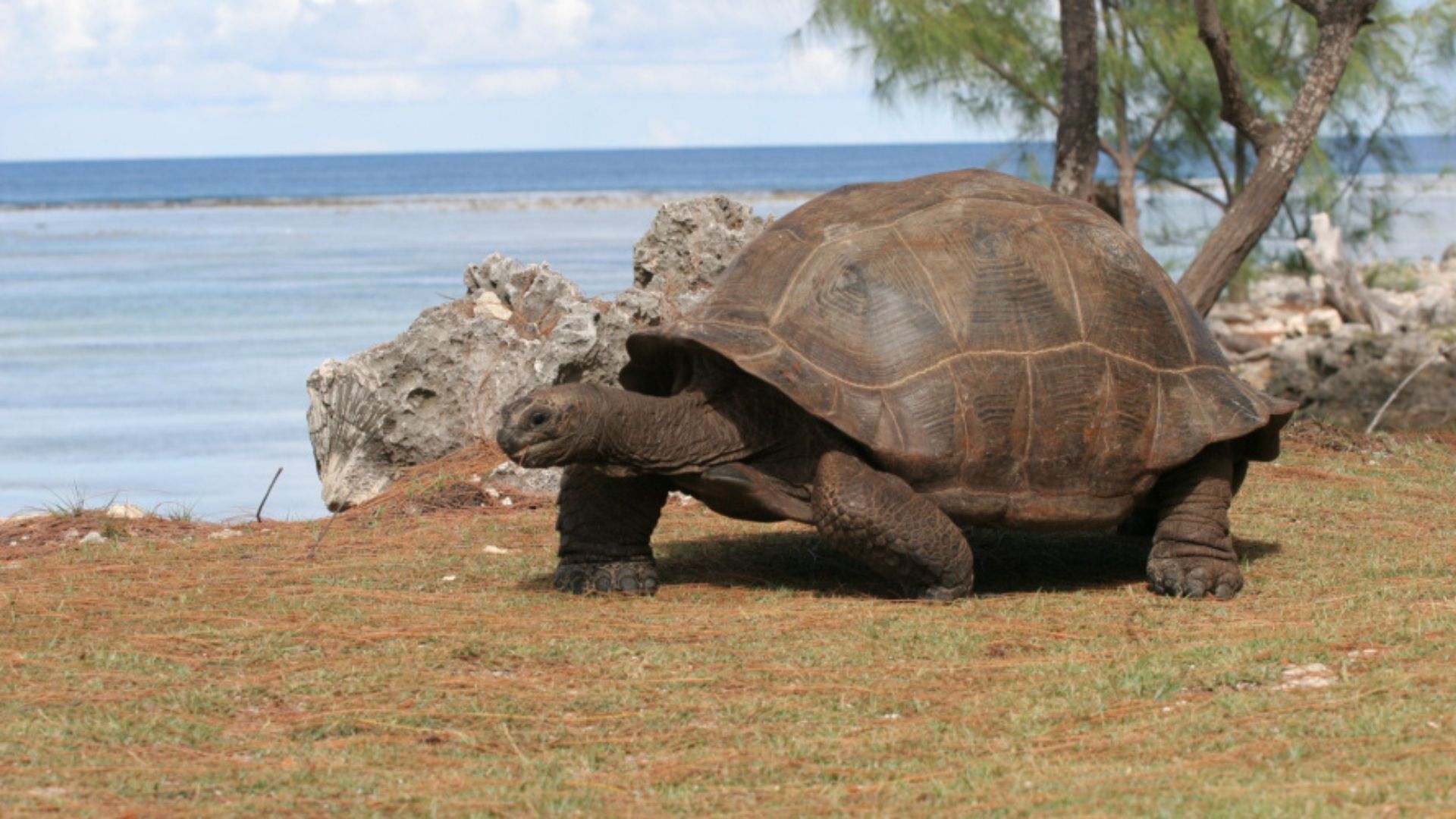 Giant tortoise count hits 183,000 on Seychelles island, study shows