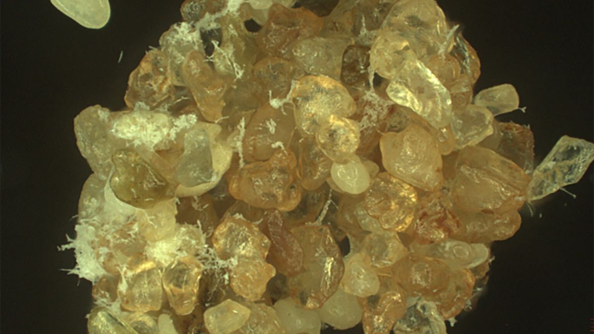 Biopolymers help desert sand hold water up to 28 times longer