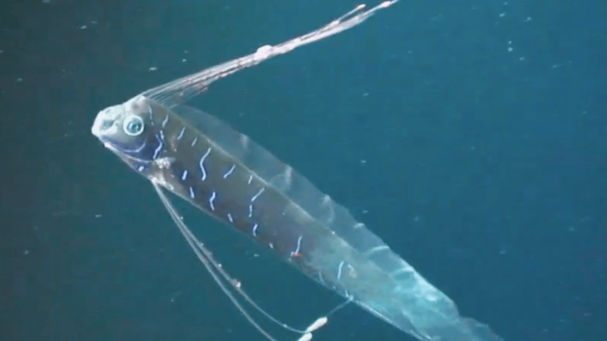 Deep-sea ‘doomsday fish’ could inspire the next generation of stealth submarines