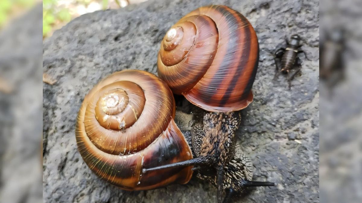 The “mirror-image” gene: Scientists explain why snail shells coil left or right