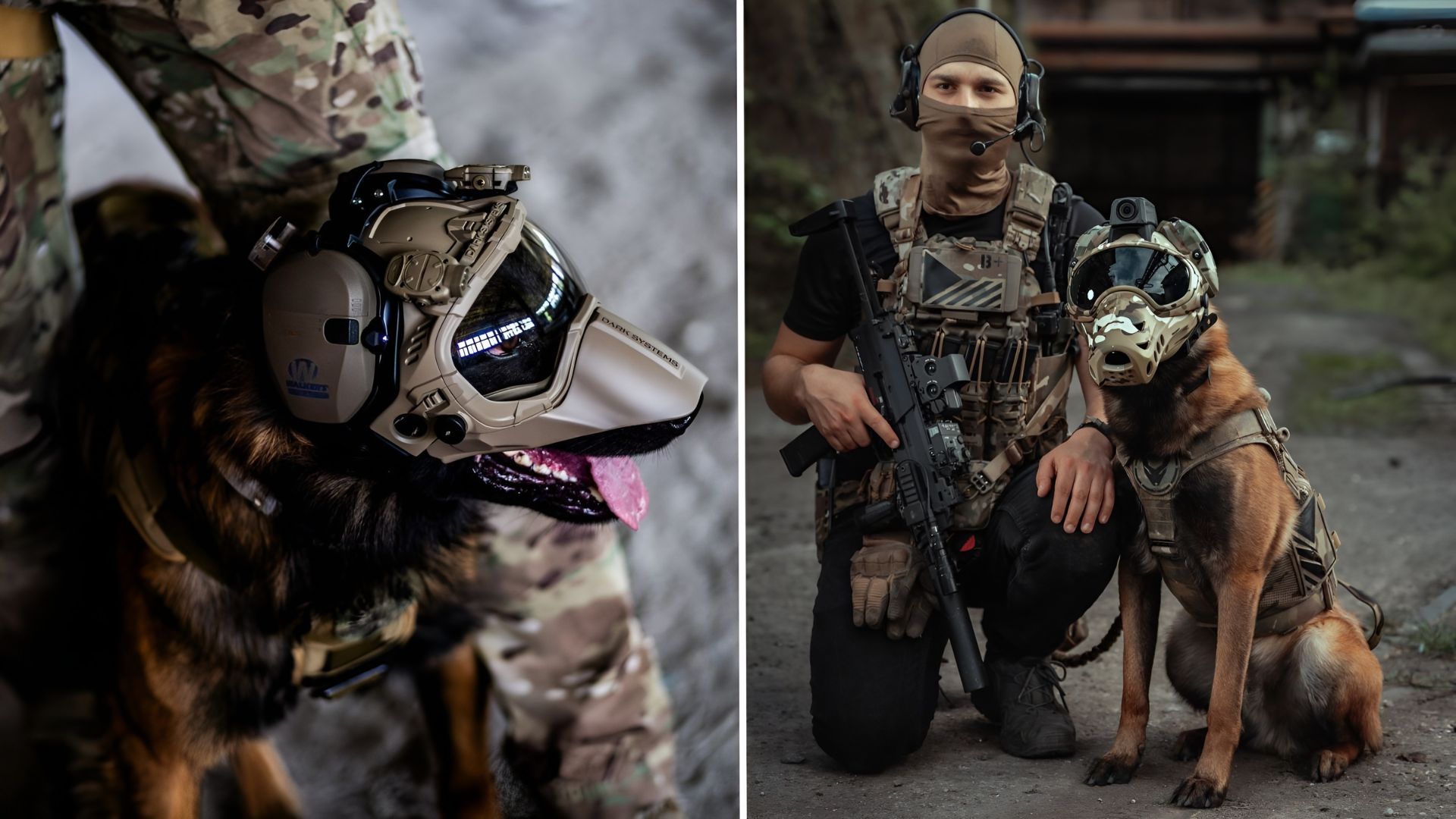 Genetically modified dogs could bring sharper senses to military K-9s
