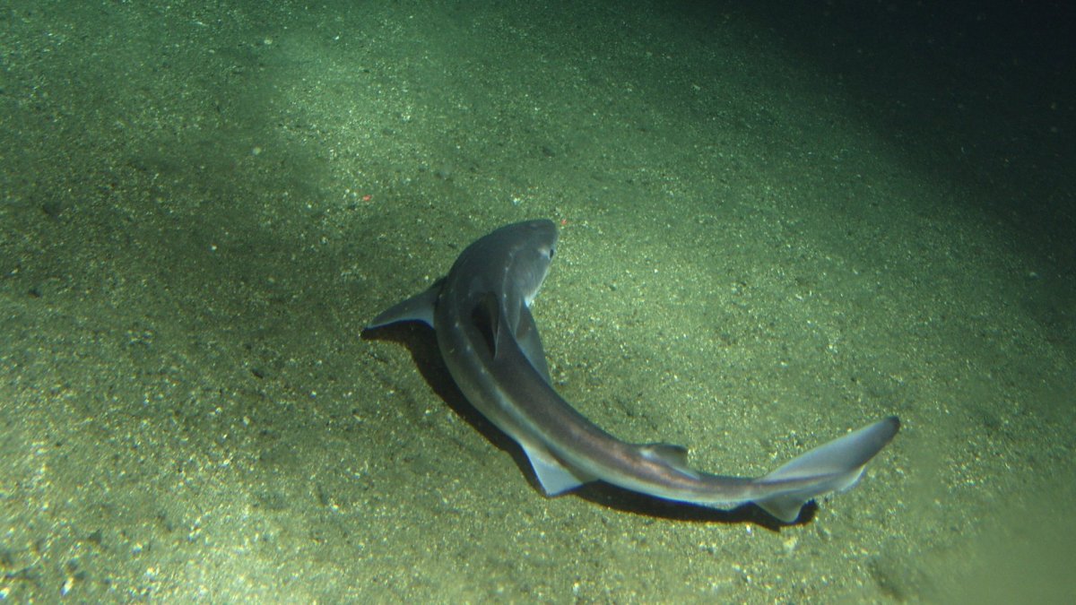 Even sharks produce stress hormone, new research overturns 60-year-old study